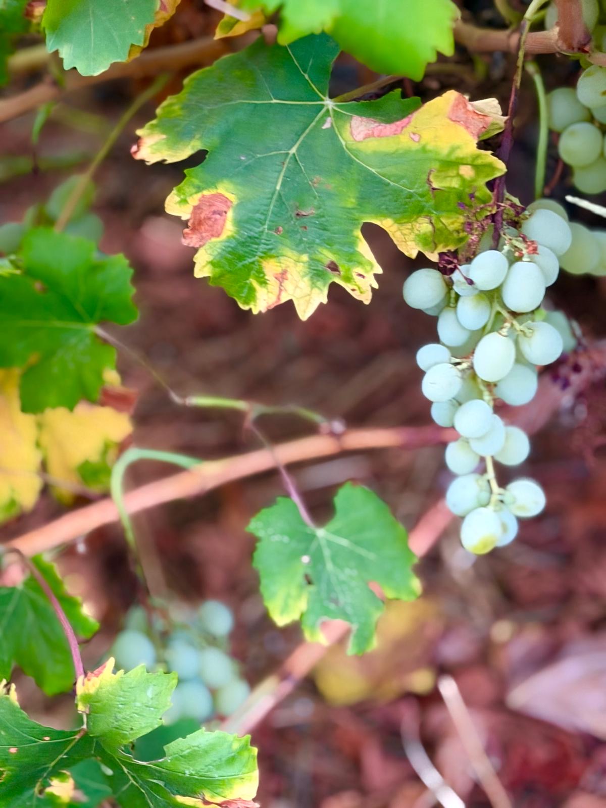 Green grapes ripening on the vine at Casa Eden