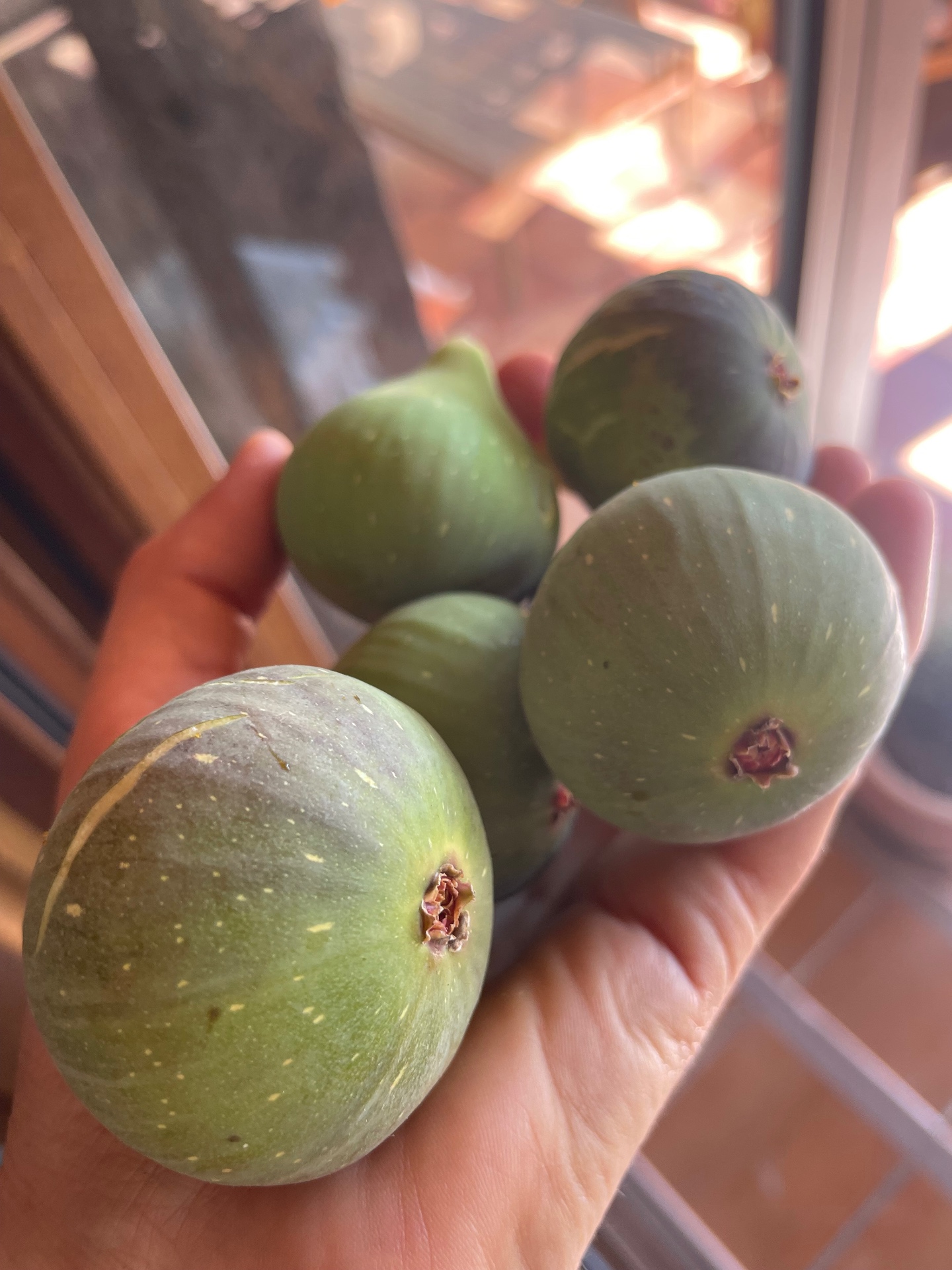 A handful of fresh figs from the garden