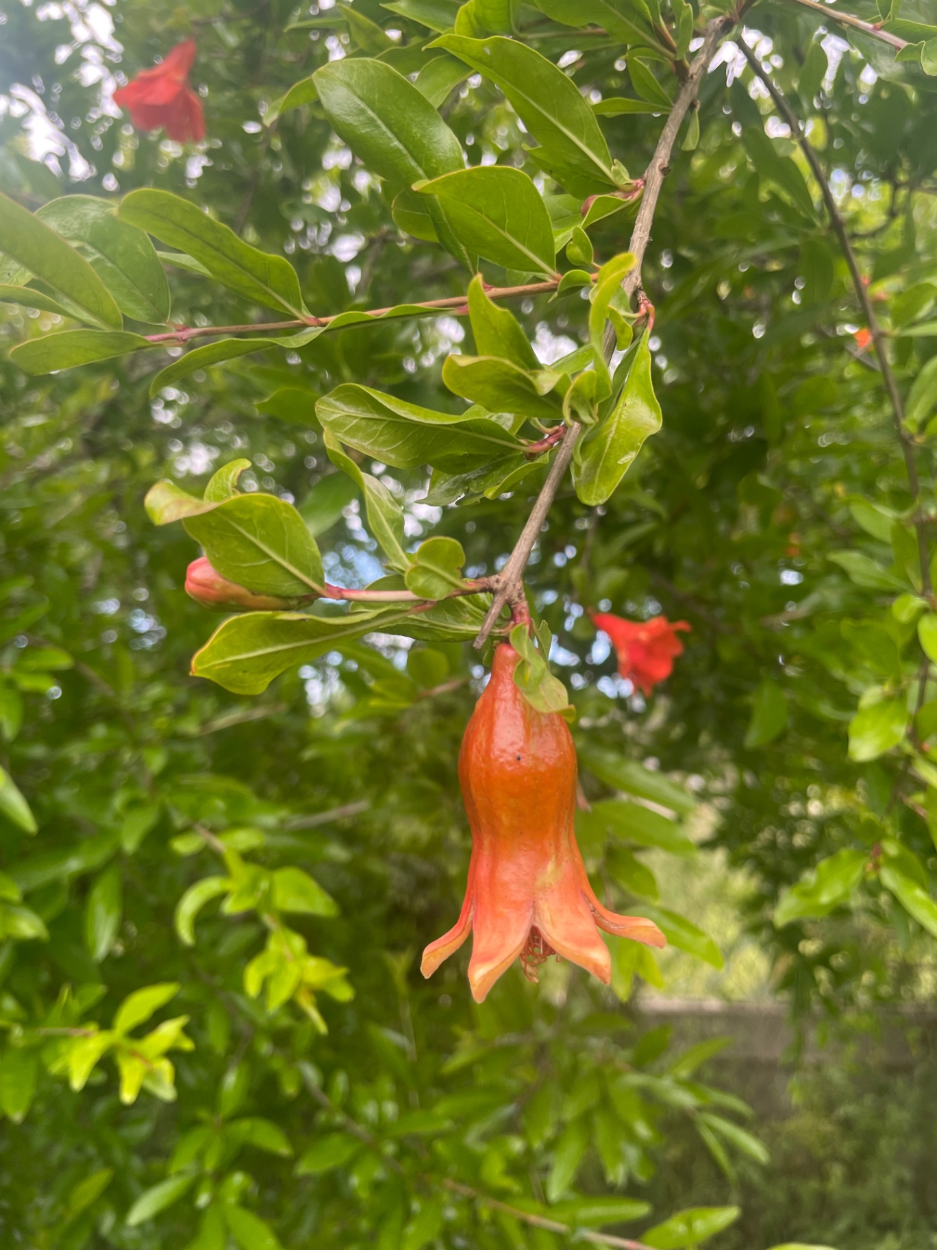 Pomegranate flower opening on the branch