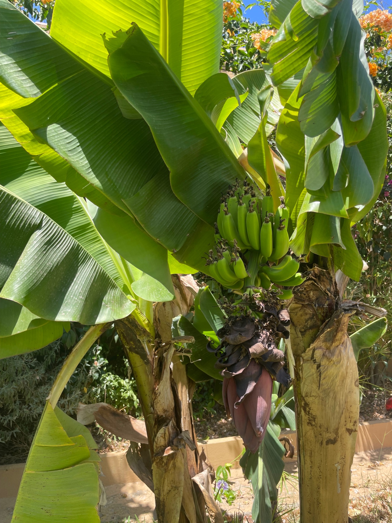 Banana tree with fruit in the Casa Eden garden